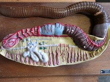 VTG Carolina Biological Supply Earthworm Anatomy Model Biology Classroom Display picture