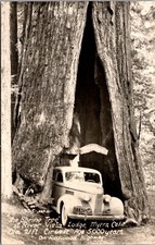 RPPC The Shrine Tree at River Vista Lodge in Myers, California Redwood Highway picture