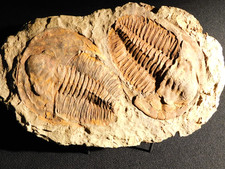wOw TWO Big Museum Andalusiana TRILOBITE Fossils From Anif Morocco 1808gr picture