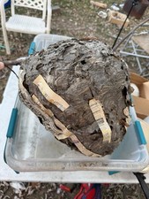 Bald Face Hornet Wasp Nest on Branch 10x13 in Specimen Nature Science Taxidermy picture