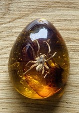 Polybern (Amber) Variety with Inclusion prehistoric spider 140 Million BC picture