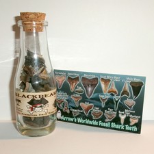 Shark Teeth Pirate Rum Bottle with 150+ Sharks Teeth and Shark Tooth Guide, COA picture