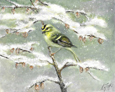 ✤ ORIGINAL Oil Bird Portrait Painting GOLDEN CROWNED KINGLET Snow Signed Artwork picture