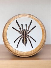 Large Spider Colorful exotic Tarantula | Mounted Spider Display Decor, wall art picture