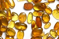 GENUINE Fossil Insect Inclusion in Burmese amber - Price per piece picture