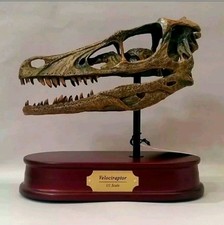 Life-Size Velociraptor Dinosaur Skull Model Replica Fossil Display – Resin  picture