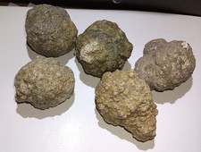 (Each 1-lb LOT) = 3 to 5 Whole Oregon Thundereggs Rough Rocks Lapidary Old Stock picture