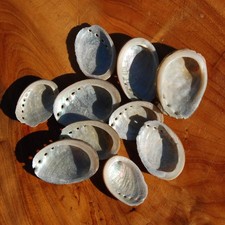 6pcs Tiny Black Abalone shells 1-2in Natural Craft Supplies picture