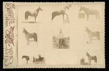Rare Composite Photo Trick Circus Sideshow Horse 1800s Swords Bros Barnum picture