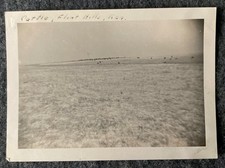 Vtg Photo 1939 Cattle Flint Hills, Kansas Blue Stem Pastures Prarie 4.5