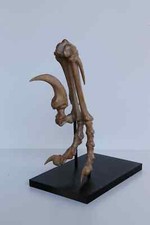 Velociraptor Foot Replica – Museum Quality Dinosaur Display Mount picture