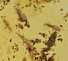 Huge swarm of Acari (Mites), Fossil insect inclusion in Burmese Amber picture