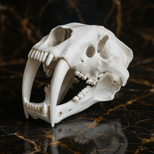 Life-Size Saber-Toothed Tiger Smilodon Skull Replica Model picture