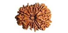 14 Mukhi Rudraksha Original Certified 14 Face Rudraksha Nepal With Pendant 21mm picture