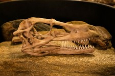 Velociraptor Skull Replica - Dark Fossil Finish - Museum Quality Display picture