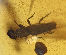 Carabidae (Ground Beetle), Fossil Insect Inclusions in Burmese Amber picture