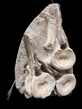 Triple Plesiosaurus Vertebrae Fossil - Prehistoric Marine Reptile - Big Dinosaur picture