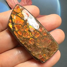 Authentic Canadian Ammonite Specimen 58X27X7 mm 29 Grams #3018-53 picture