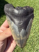 Unique 4.70” Megalodon Shark Tooth Fossil Real Shark Teeth No Restoration picture
