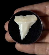 1 3/8” (1.35