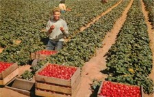 California Watsonville Strawberries Crimson Harvest Crocker Postcard 22-9125 picture