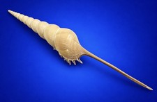 Tibia Fusus 9