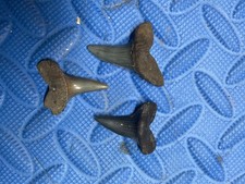 Lot of 3 Cusped Retroflexus shark tooth fossil from SC picture