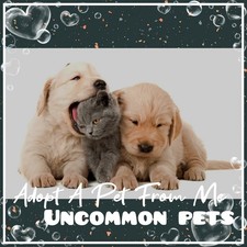 🌸 AĐ0PT (All Stuff FRM M3) Today 🌸 🌟Uncommon🌟 FR 💜 F 💚 R 🩵 NP 💖 picture