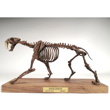 1/10 Smilodon Populator Finished 3D Printed Model Hand Painted Saber Tooth picture