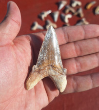 Beautiful Otodus Sokolovi Shark Teeth Authentic Paleocene Morocco Prehistoric picture