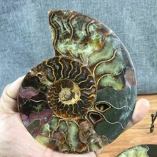 TOP 200G+ Natural ammonite fossil conch crystal specimen healing care picture