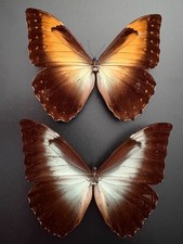RARE PAIR-Morphos telemachus metellus & perseus  A- Orange  & Powder Blue SPREAD picture