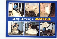 Postcard Sheep Shearing in Australia picture