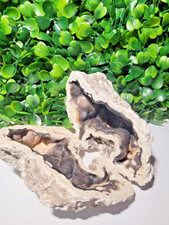 Stunning Black & White Banded Coral Agate Geode - Natural Crystal  picture