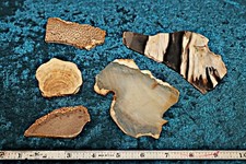 Five petrified wood slabs from Texas picture