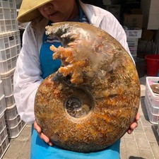 34.43LB Natural Beautiful Fossil Conch Crystal Specimen Healing Madagascar 6069 picture