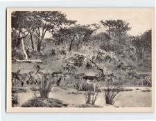 Postcard Herd of Impalas picture