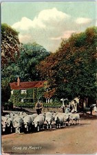 Herd of Sheep Going to Market,  Postcard c1912 picture