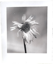 Sunflower 24 x 20 Fine Art Photo-C. 1990s-Mark Bugzester (1954-2025) picture