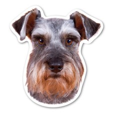 Miniature Schnauzer Magnet picture