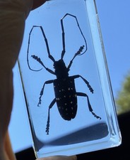 10 Vtg Real Insects set In Lucite cubes Beetle science Halloween party favors picture