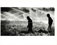 1986 South Dade Julio Lopez Roberto Mancillas Tomato Farm Photo 8X10 picture