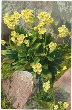 Yellow Wildflowers Botanical Poly-Chrome Undivided Back Postcard c1905 Unused picture