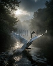 Swan Taking Flight Misty River Sunbeams Nature Art Print - AI Generated picture
