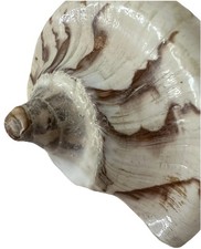 Cymbiola Aulica Nobilis Volute Seashell From Sulawesi Tengah Indonesia NICE picture
