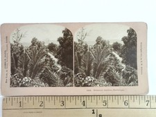 Botanical Gardens Martinique Stereoview B. W. Kilburn 1902 Curved Mount Tropical picture