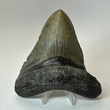 Megalodon Shark Tooth 4.72 Inch - Unique Shape - Wide Fossil - Real Teeth 20334 picture