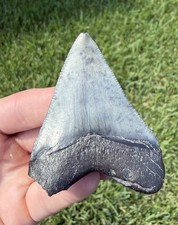 Natural 2.54” Megalodon Shark Tooth Fossil Real Shark Teeth No Restoration picture