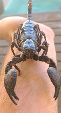 One (1) Large Emperor 3.5-4+ Inches picture