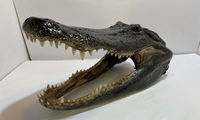 Real American Alligator Head From 9 Foot Louisiana Gator 16-17” picture